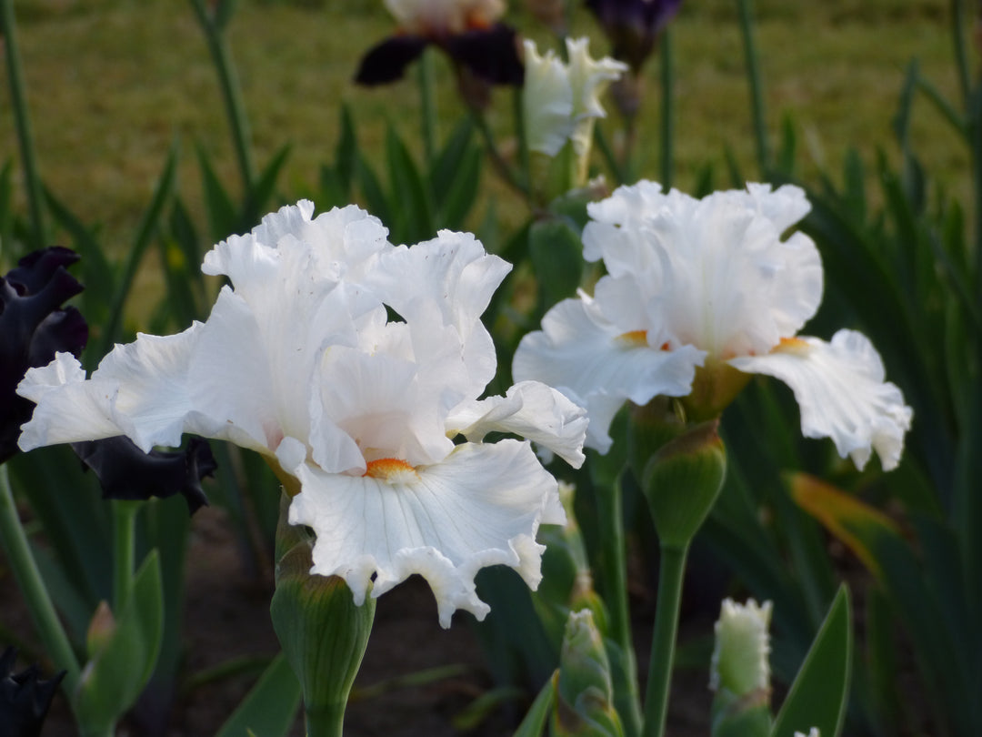 Starlight Parade | Tall Bearded Iris – Schreiner's Gardens