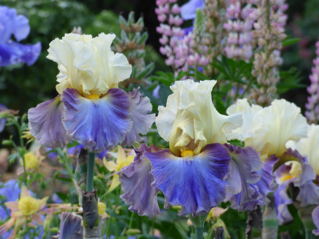 Style Traveller | Tall Bearded Iris – Schreiner's Gardens