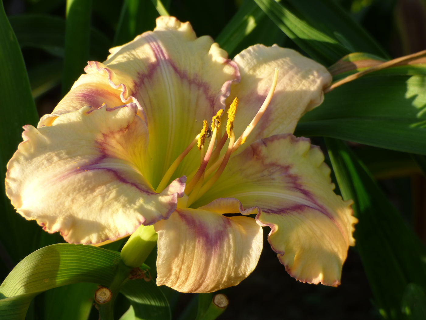 Subtle Nuance – Schreiner's Gardens
