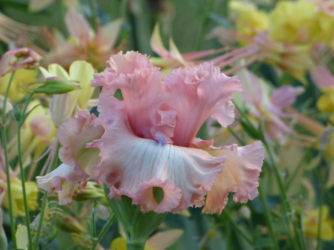 Sugar High | Tall Bearded Iris – Schreiner's Gardens