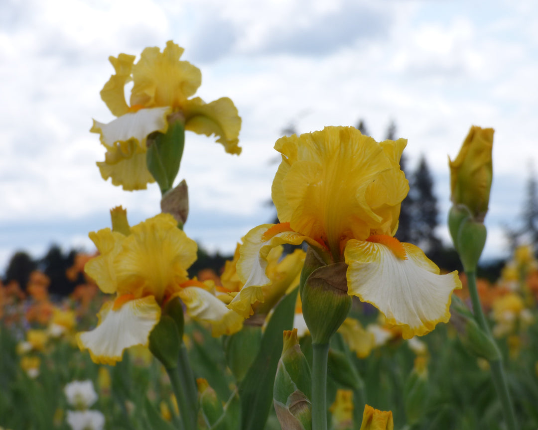 Sunrise Elegy | Tall Bearded Iris – Schreiner's Gardens