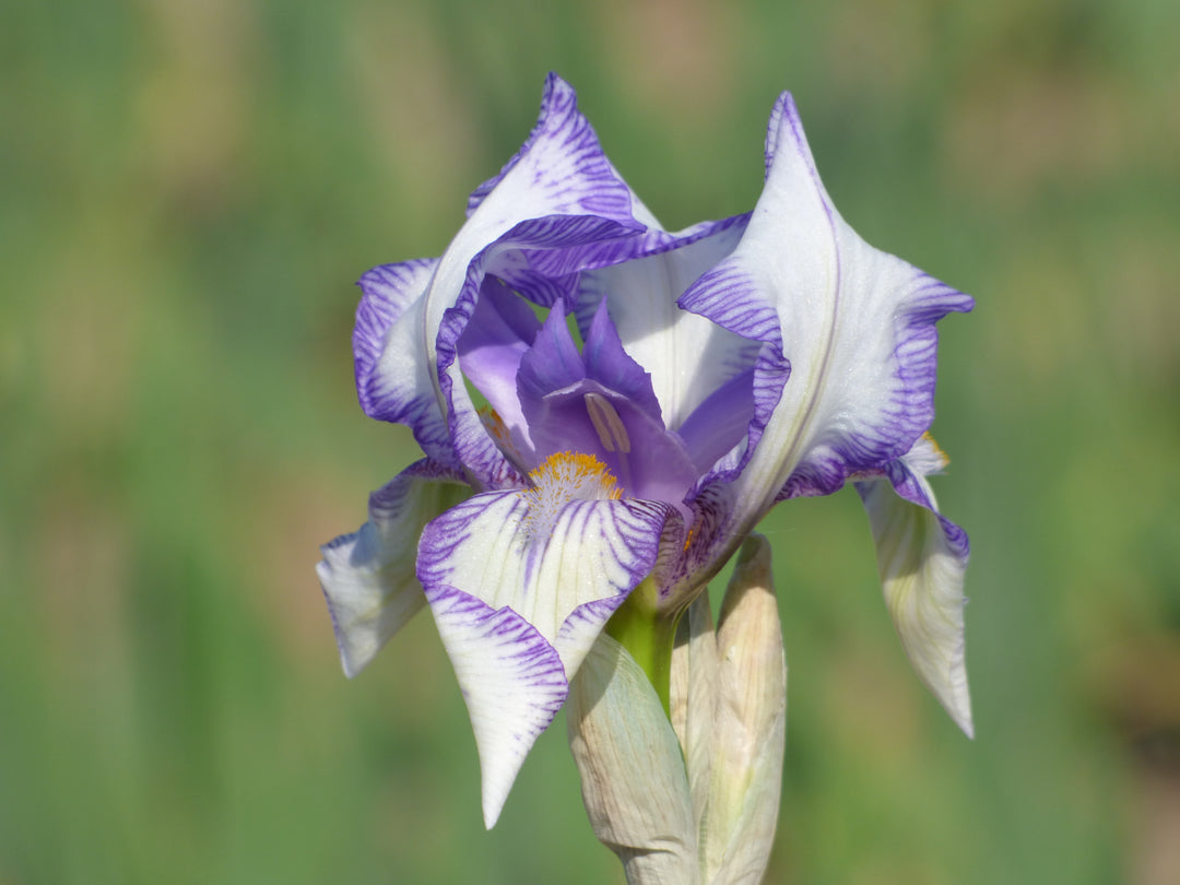 Swerti | Tall Bearded Iris – Schreiner's Gardens