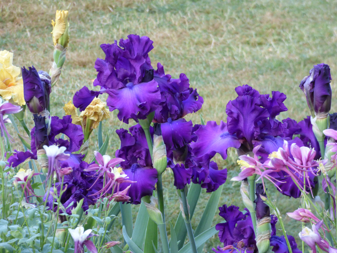Swingtown | Tall Bearded Iris – Schreiner's Gardens