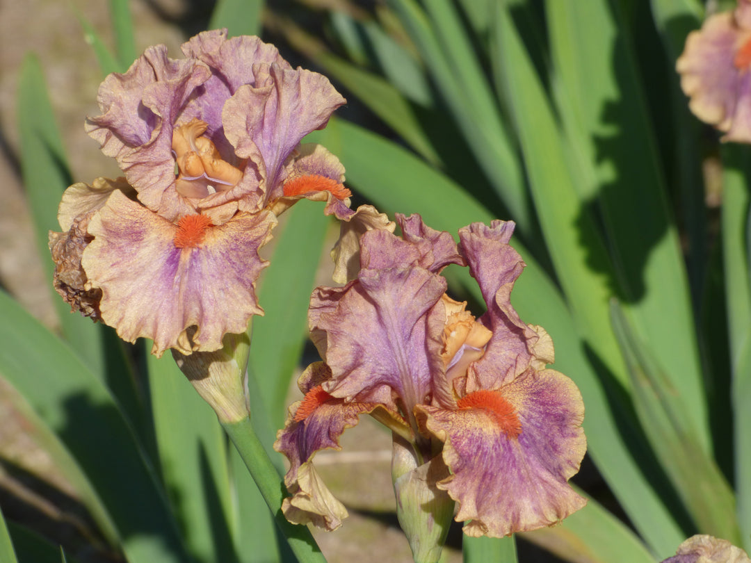 Synergy | Intermediate Bearded Iris – Schreiner's Gardens