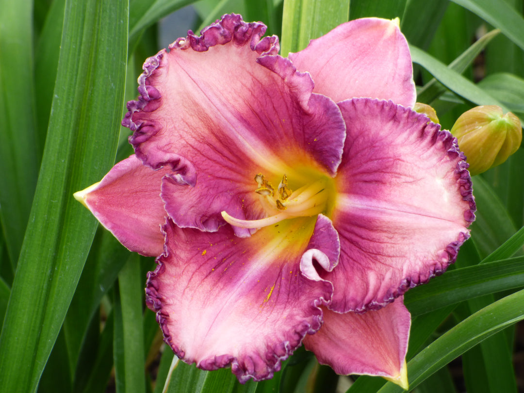 Sailing At Dawn | Daylily Catalog – Schreiner's Gardens