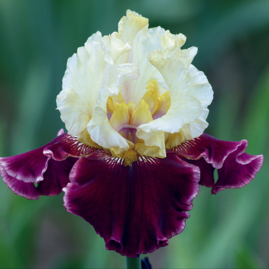 Sasparilla | Tall Bearded Iris – Schreiner's Gardens