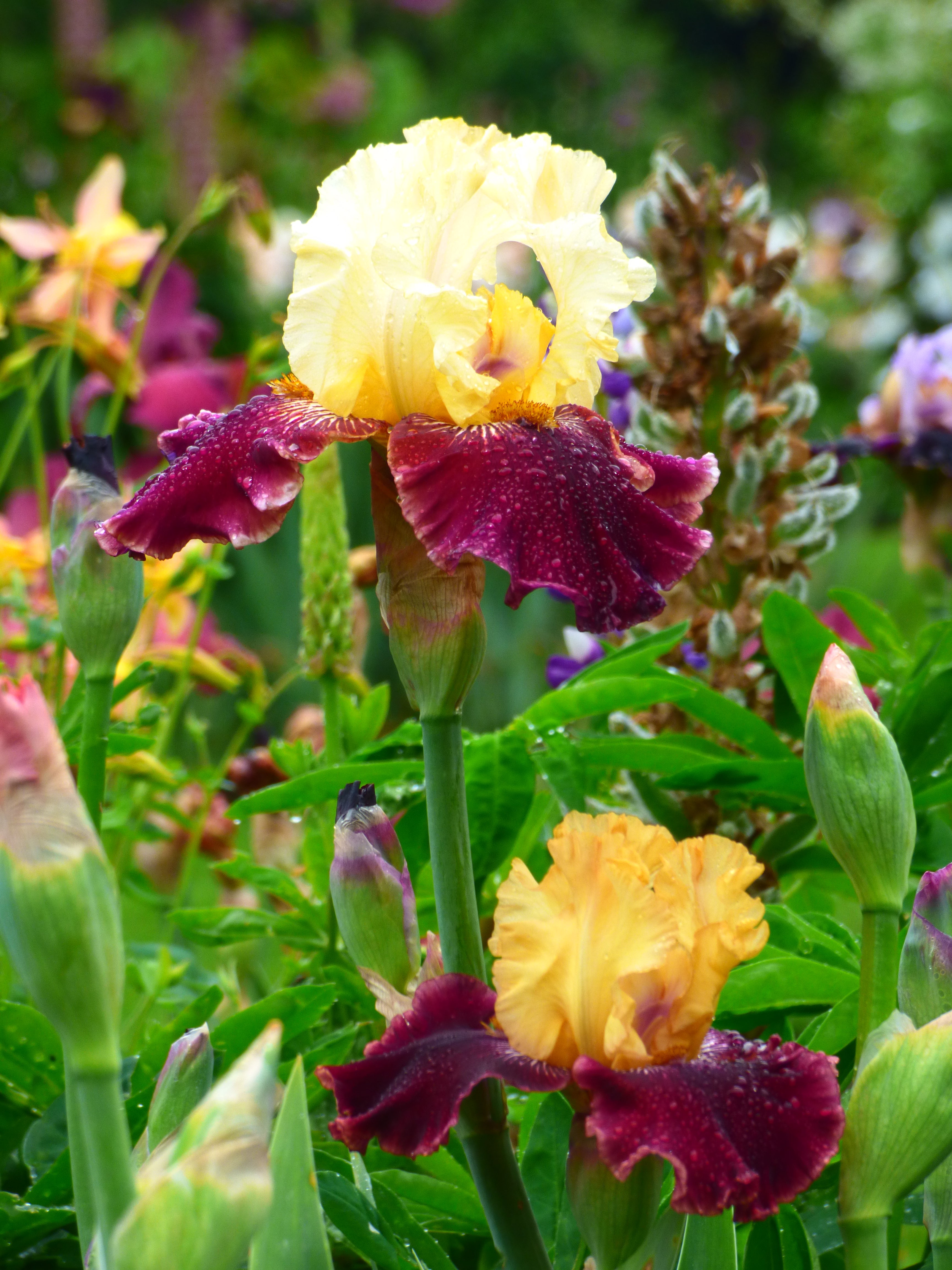 Sasparilla | Tall Bearded Iris – Schreiner's Gardens