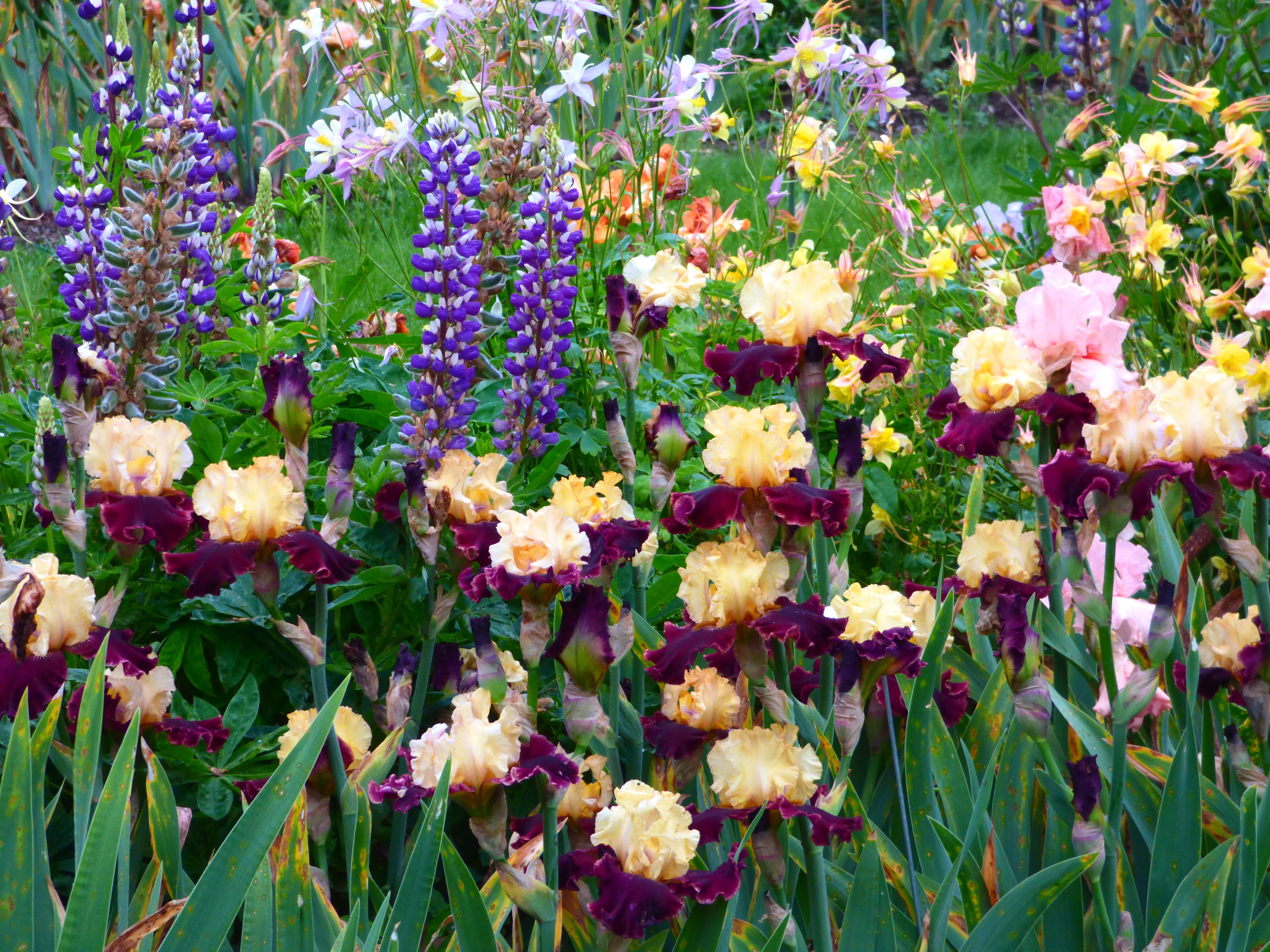 Sasparilla | Tall Bearded Iris – Schreiner's Gardens