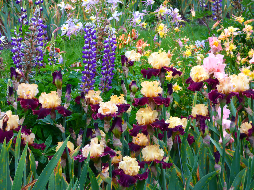 Sasparilla | Tall Bearded Iris – Schreiner's Gardens