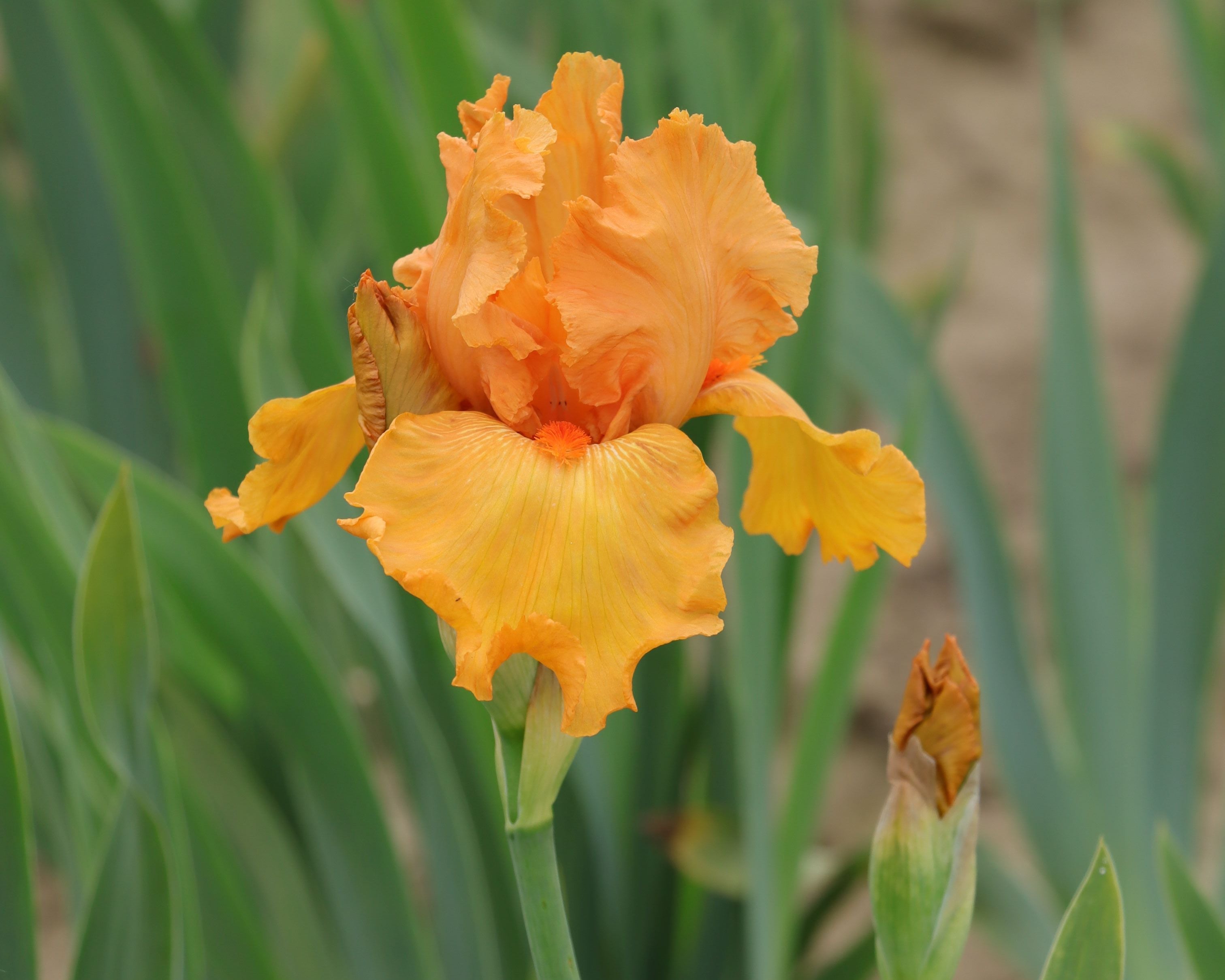 Savannah Sunset – Schreiner's Gardens