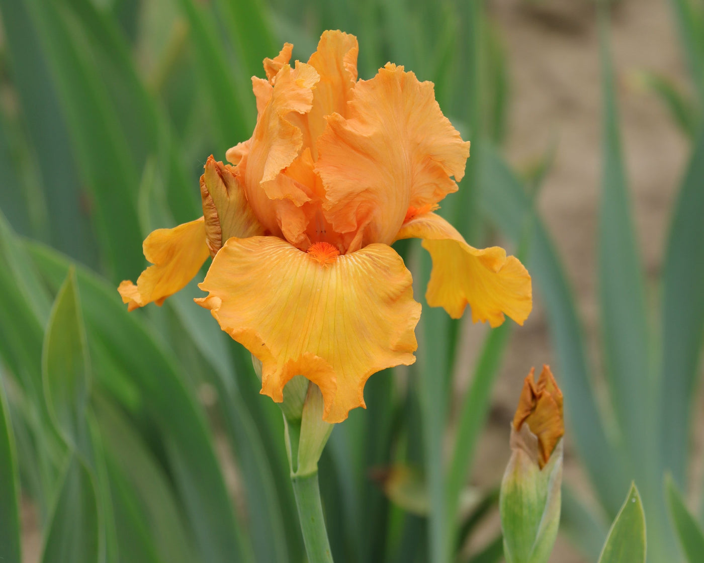 Savannah Sunset – Schreiner's Gardens