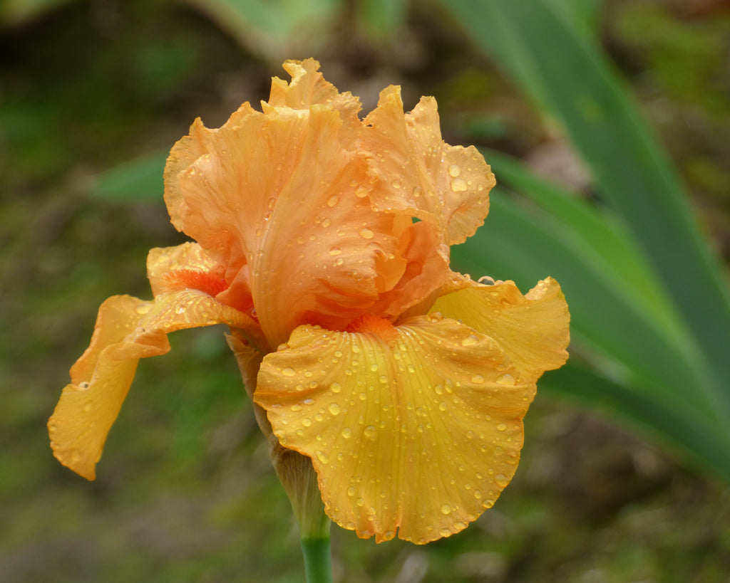 Savannah Sunset – Schreiner's Gardens
