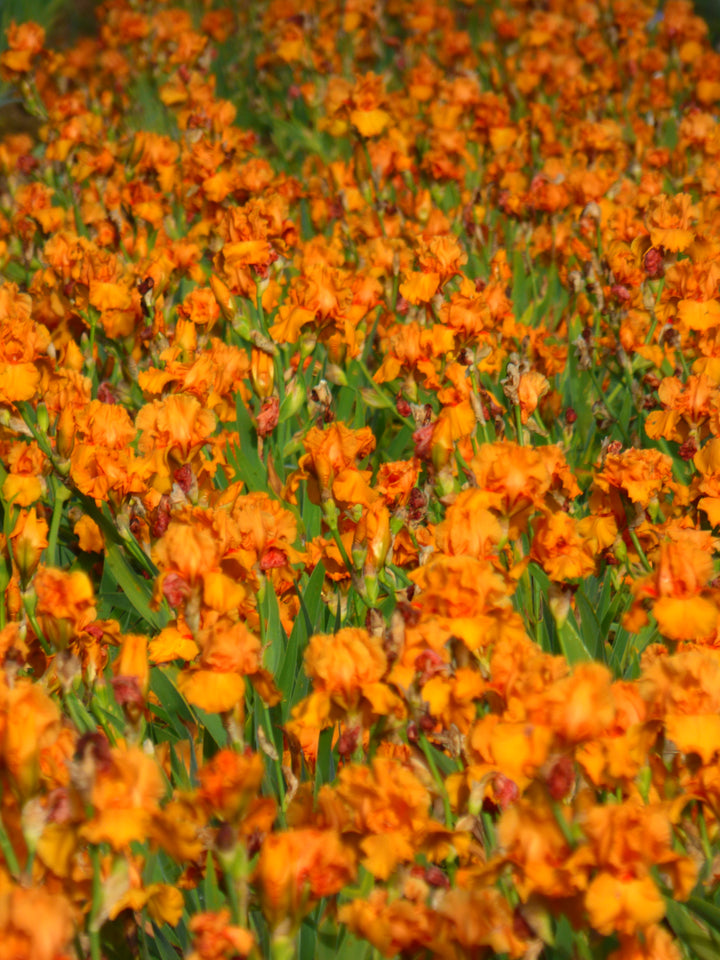 Savannah Sunset – Schreiner's Gardens