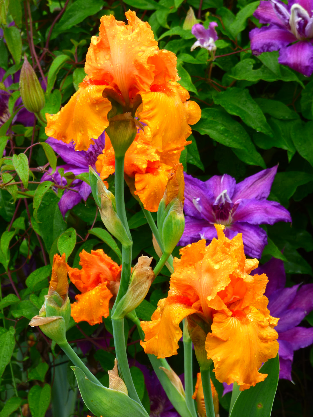Savannah Sunset – Schreiner's Gardens