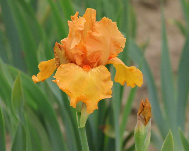 Savannah Sunset – Schreiner's Gardens