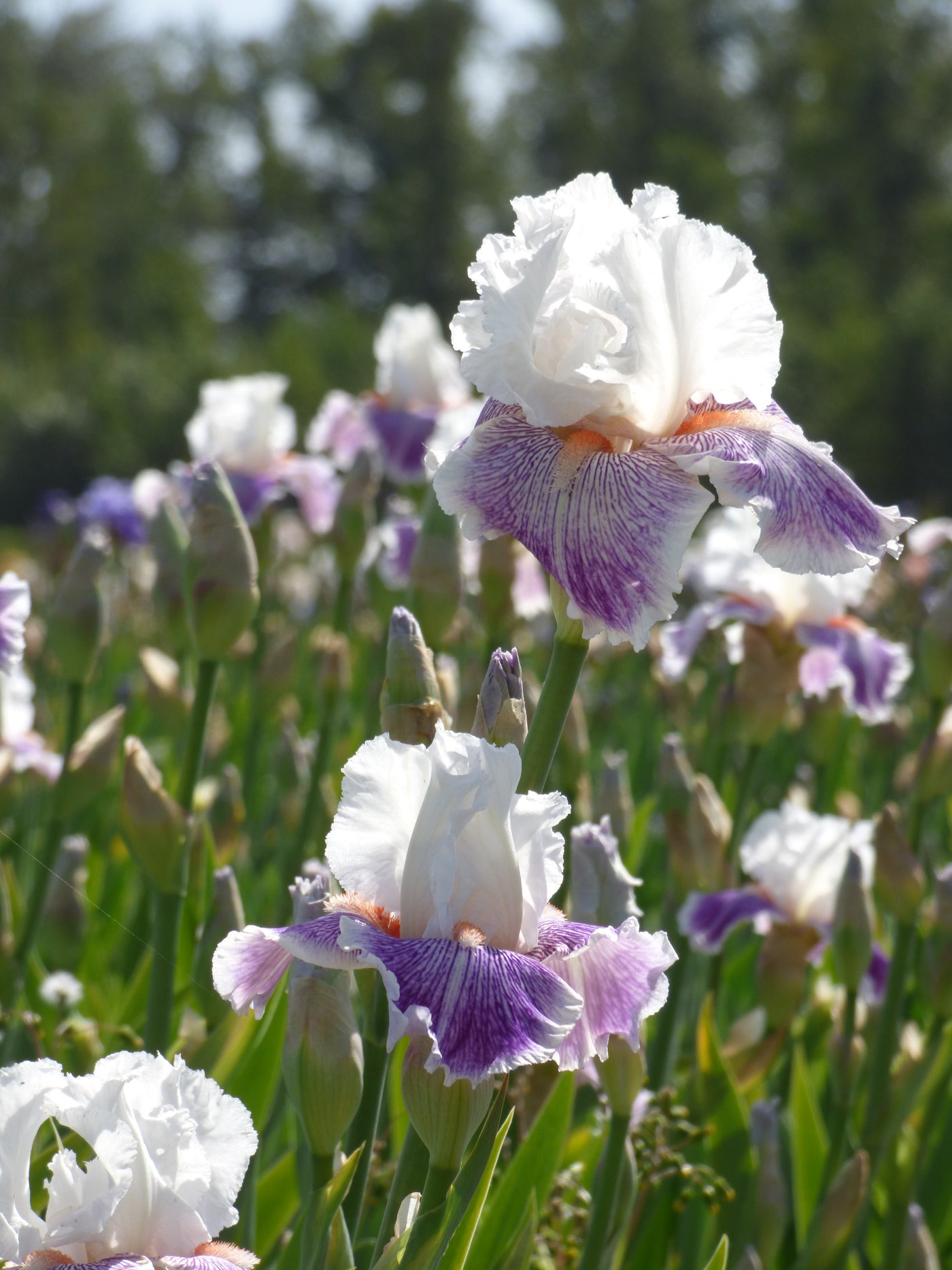 School Crush| Tall Bearded Iris – Schreiner's Gardens