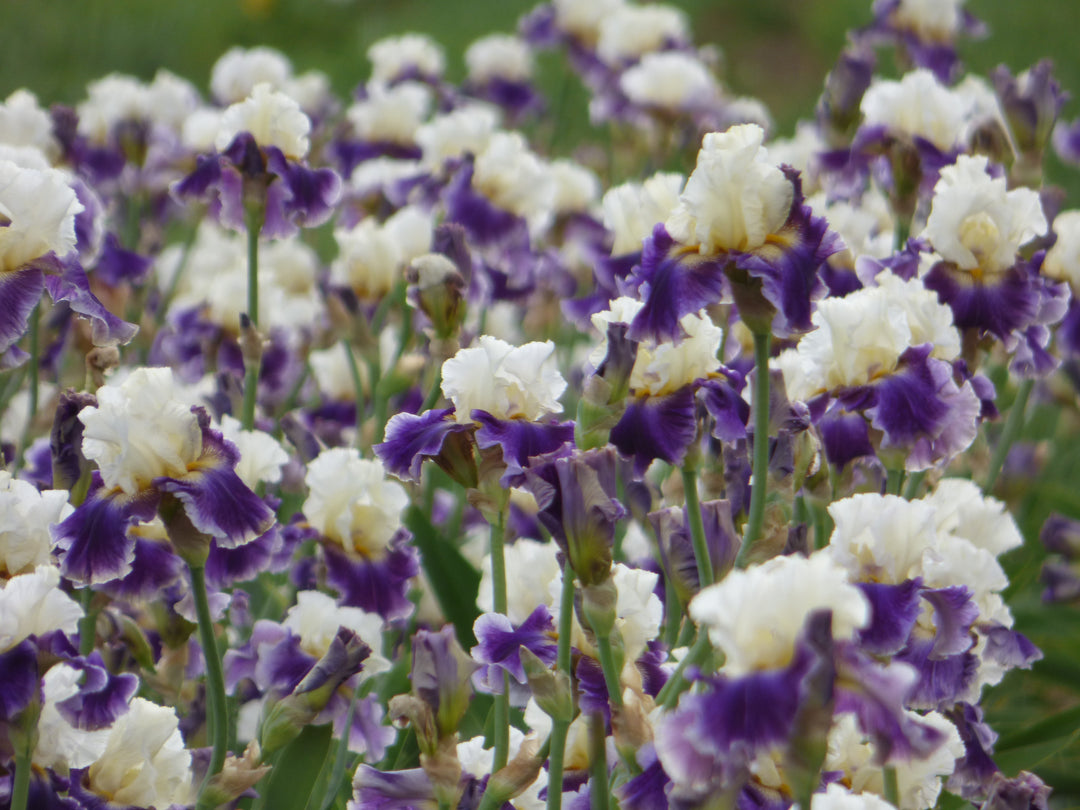 School Zone| Tall Bearded Iris – Schreiner's Gardens