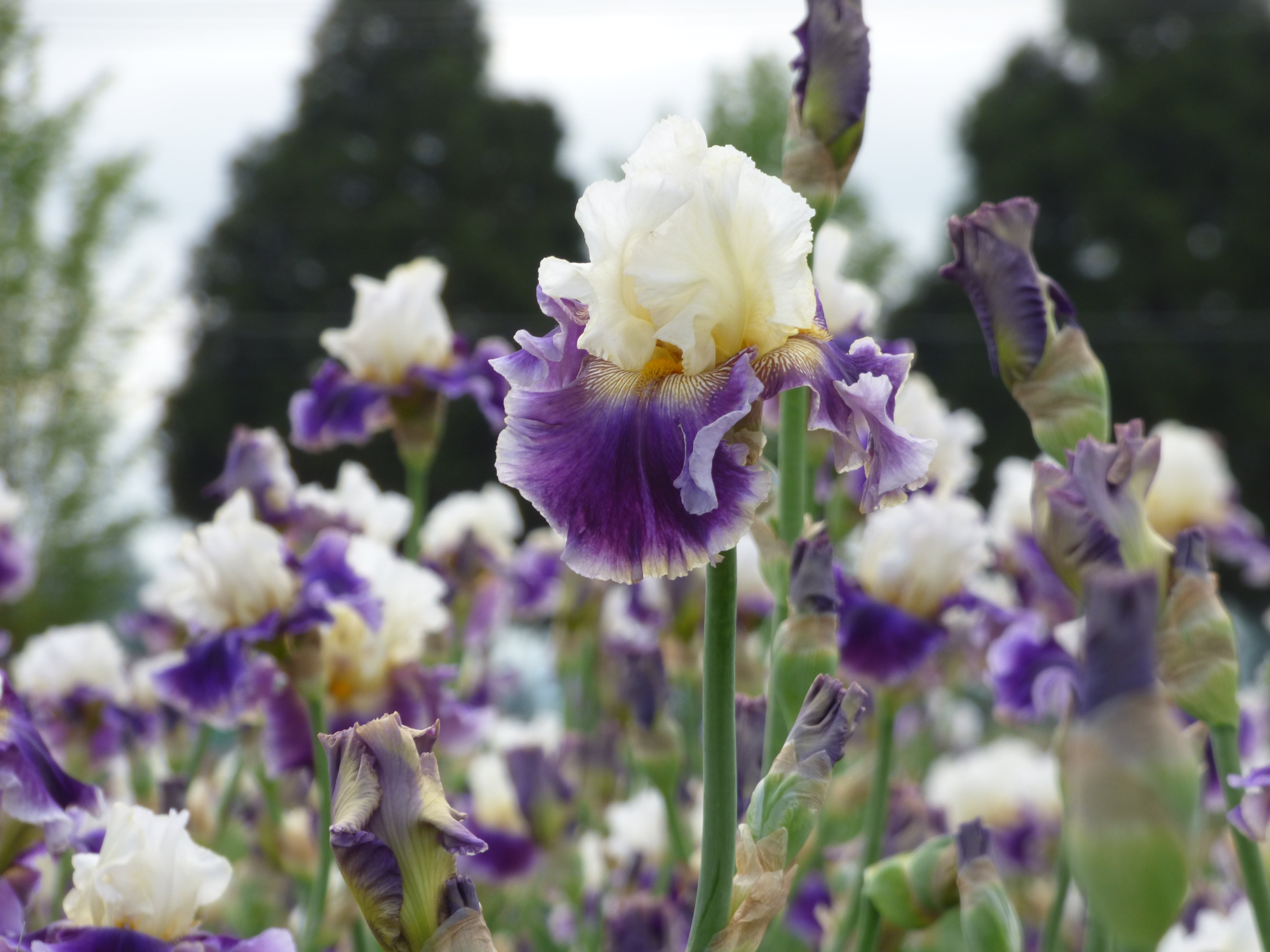 School Zone| Tall Bearded Iris – Schreiner's Gardens