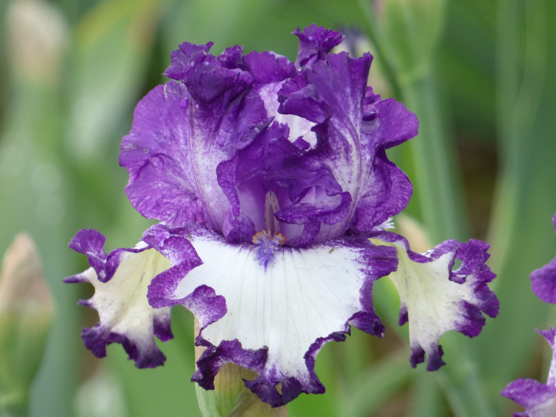 Schoolhouse Rock| Tall Bearded Iris – Schreiner's Gardens