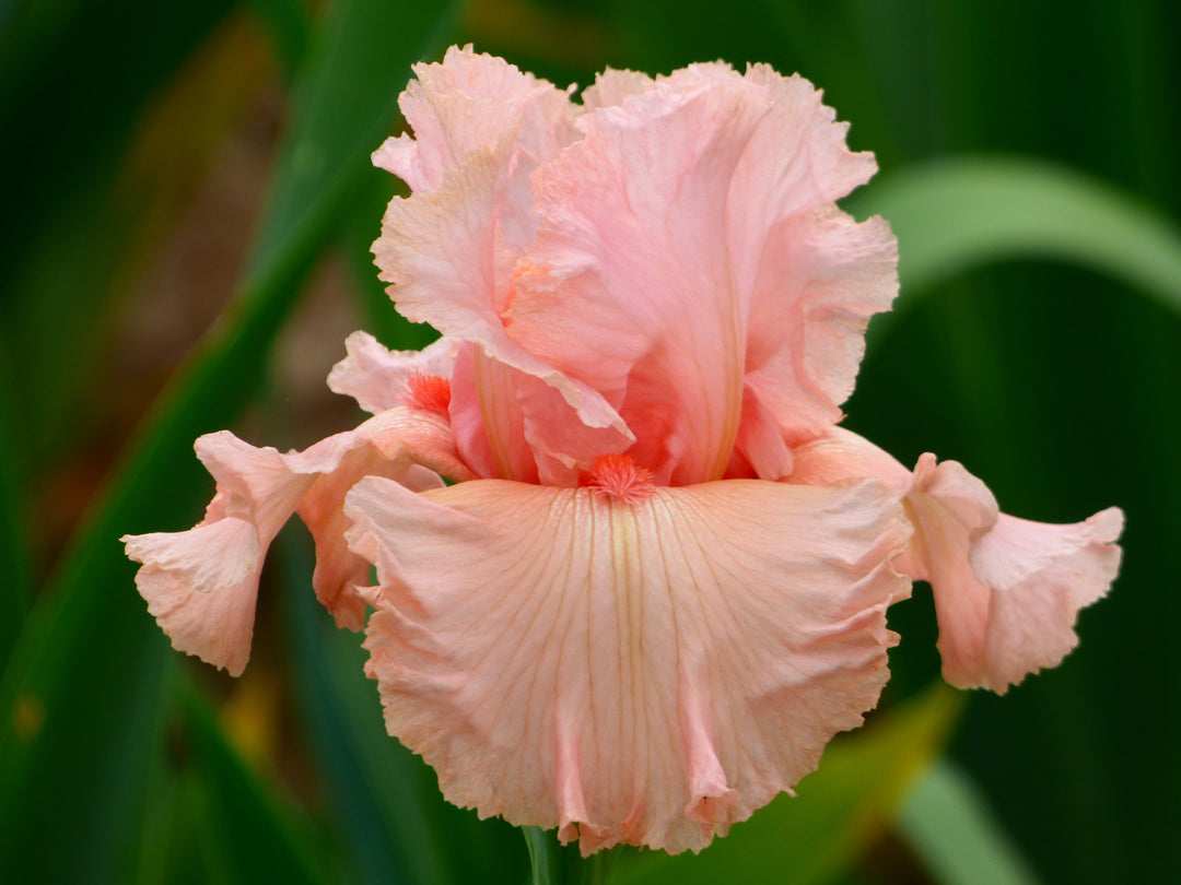 Angel's Rest | Tall Bearded Iris – Schreiner's Gardens