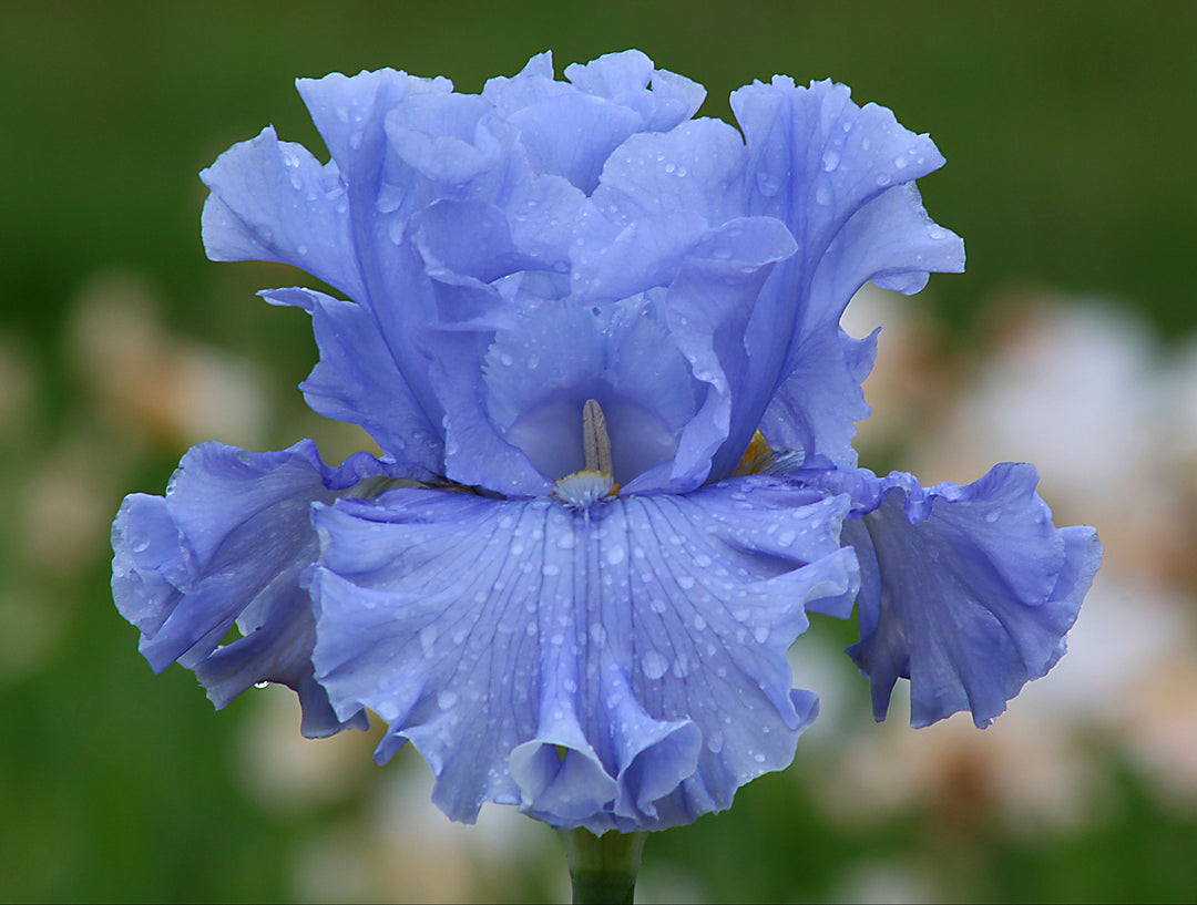 Opal Creek | Tall Bearded Iris – Schreiner's Gardens
