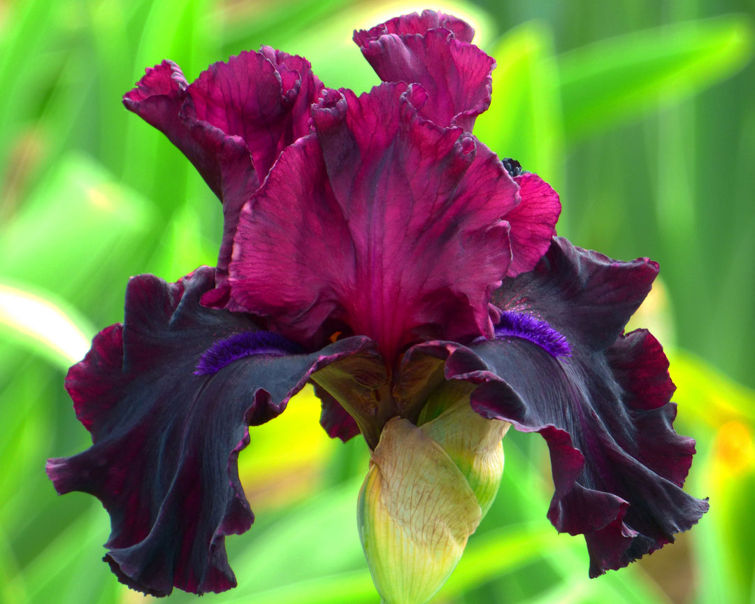 Devil's Punchbowl | Tall Bearded Iris – Schreiner's Gardens