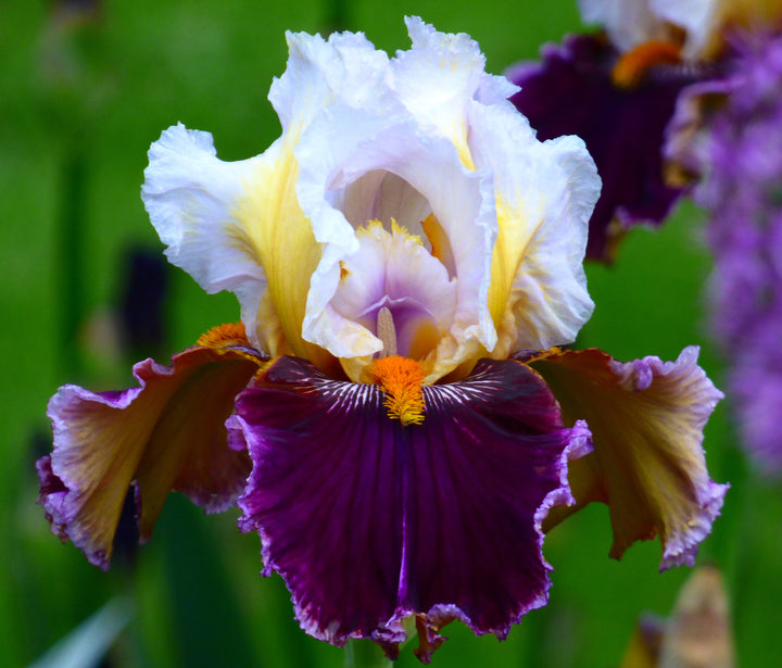 Thorn | Tall Bearded Iris – Schreiner's Gardens