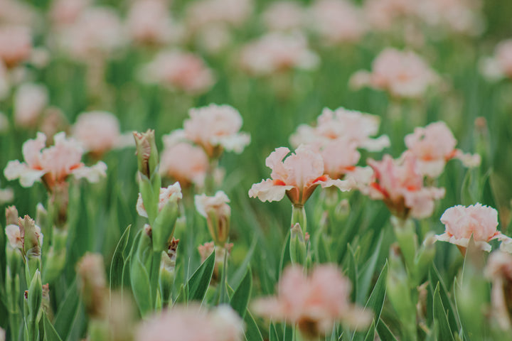 Portland Pink | Dwarf Bearded Iris – Schreiner's Gardens