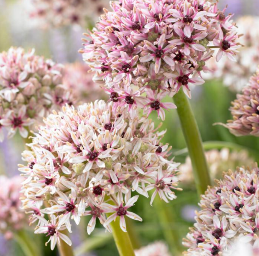 Clusters of round, pale pink and white blooms with tightly packed star-shaped petals rise on green stems from Silver Spring - 5 Bulbs, showcased against a blurred garden background. This deer resistant variety is also valued for its ability to attract pollinators.