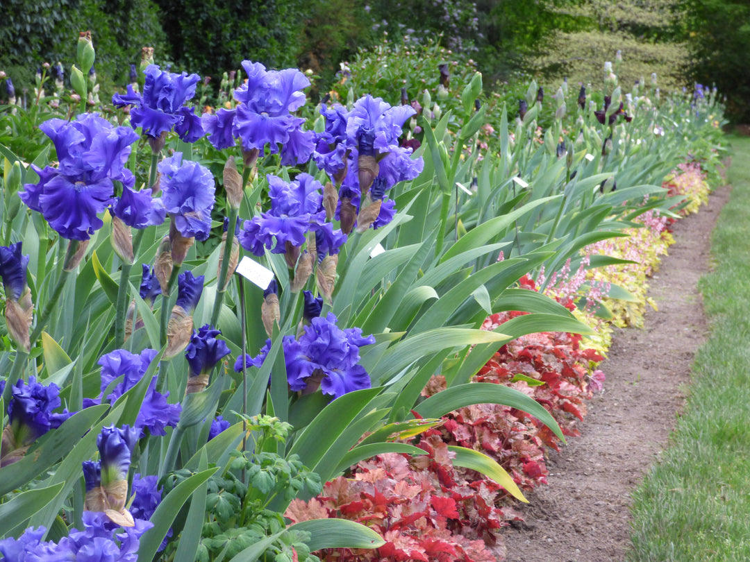 Sea Eagle | Tall Bearded Iris – Schreiner's Gardens