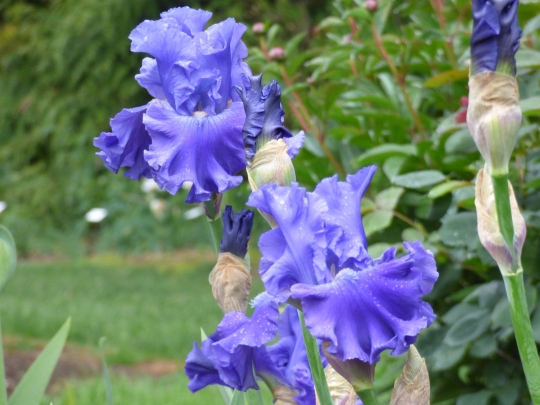 Sea Eagle | Tall Bearded Iris – Schreiner's Gardens