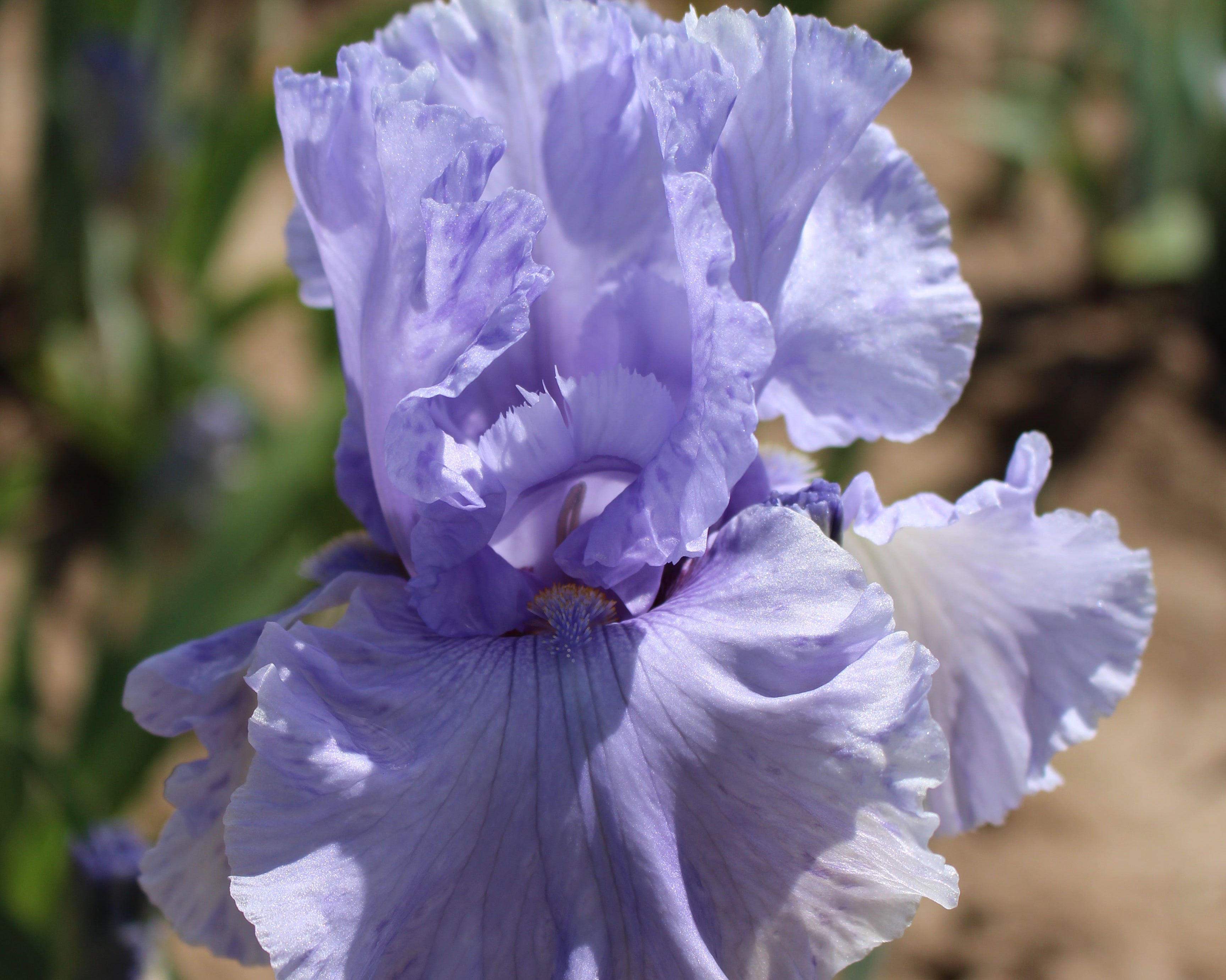 Sea of Love | Tall Bearded Iris – Schreiner's Gardens