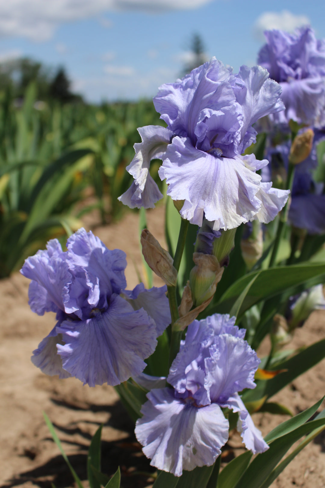 Sea of Love | Tall Bearded Iris – Schreiner's Gardens