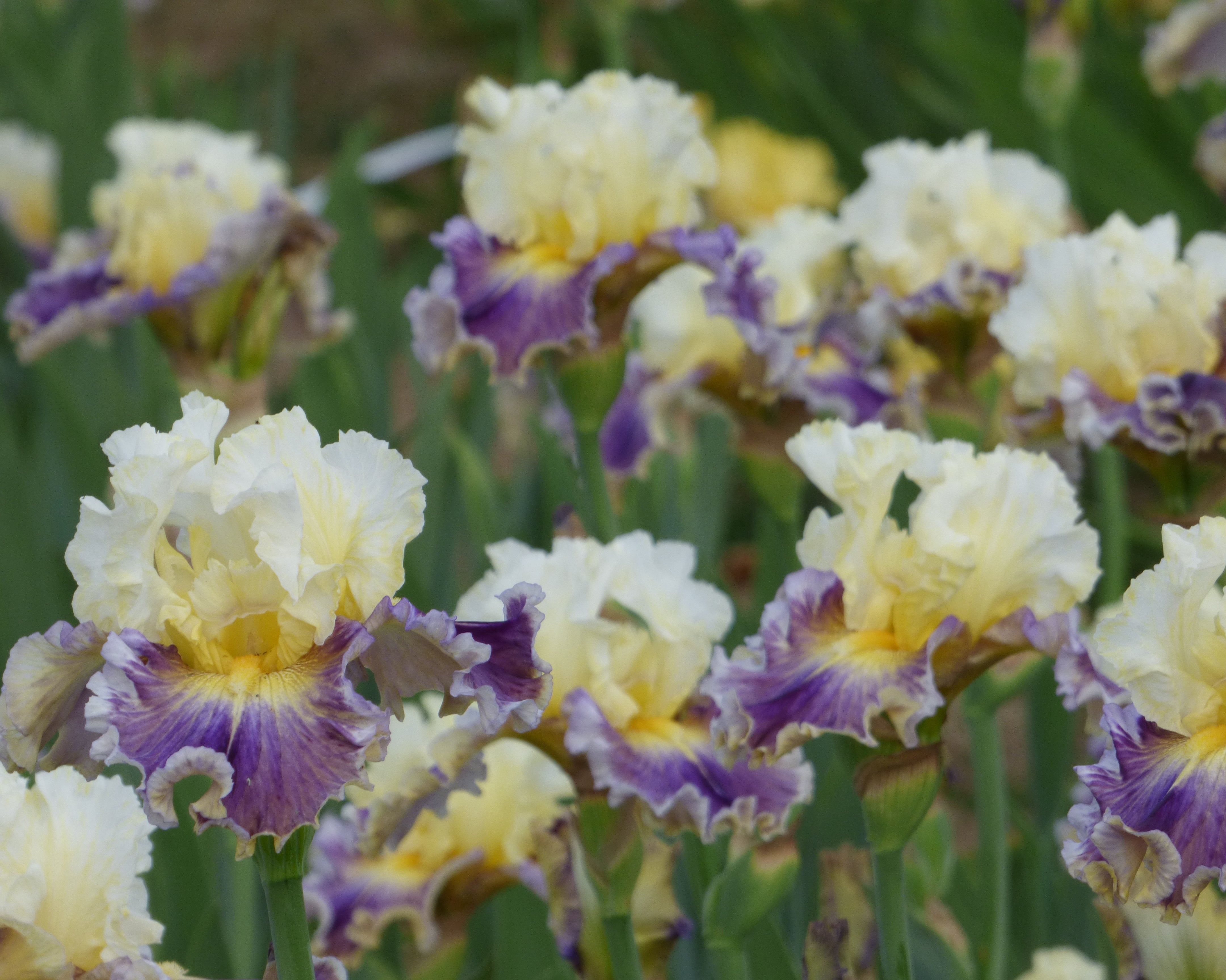 Second Pour | Tall Bearded Iris – Schreiner's Gardens