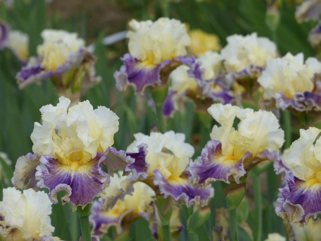 Second Pour | Tall Bearded Iris – Schreiner's Gardens