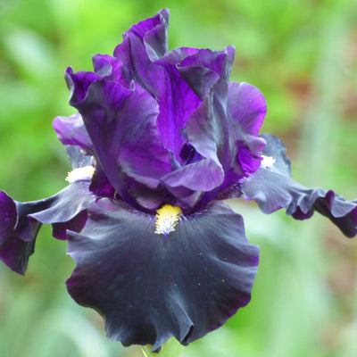Dark Iris Bouquet