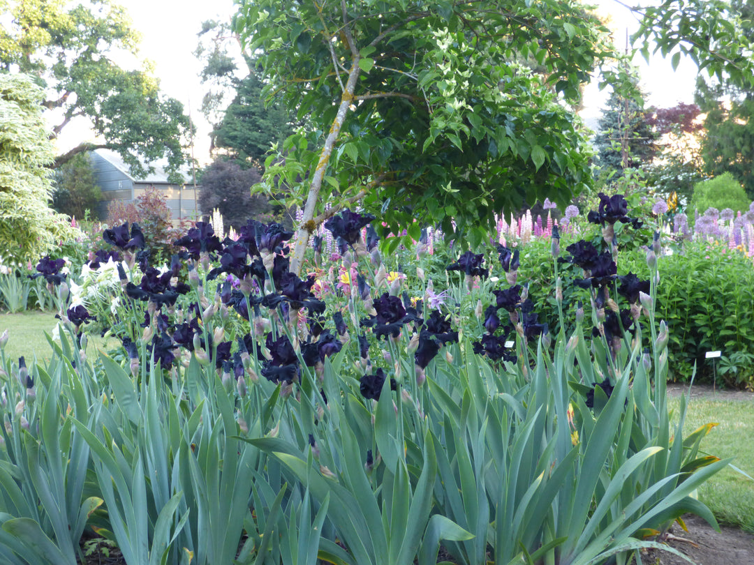 Se?ñor Jinx | Tall Bearded Iris – Schreiner's Gardens