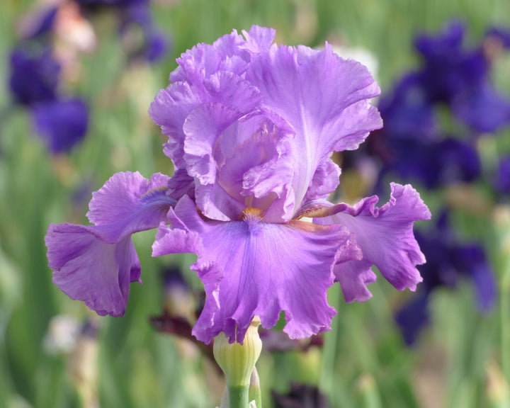 Sequim | Tall Bearded Iris – Schreiner's Gardens