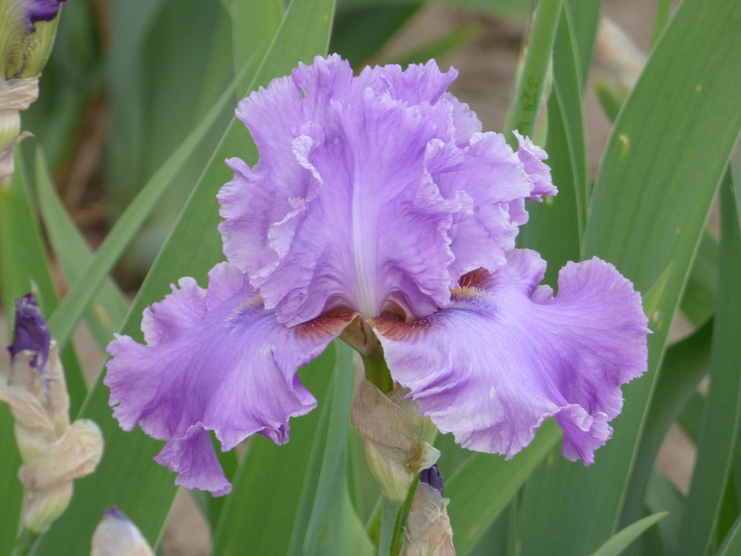紫苑★ sama exclusive use Sequim | Tall Bearded Iris – Schreiner's Gardens