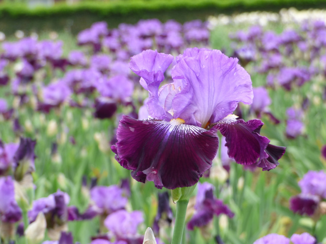 Sew Little Time | Tall Bearded Iris – Schreiner's Gardens