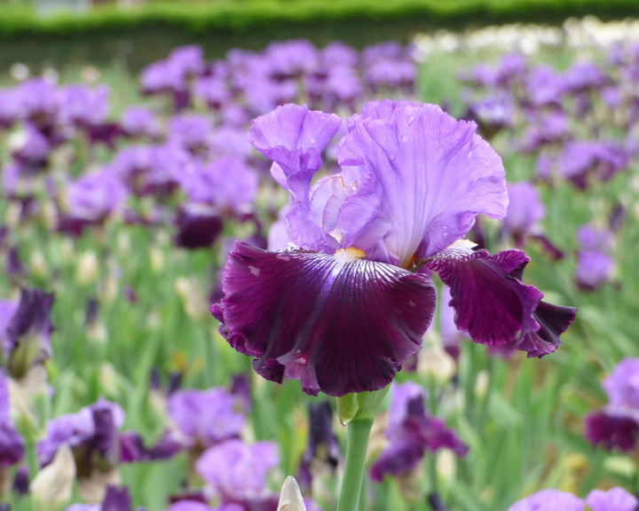 Sew Little Time | Tall Bearded Iris – Schreiner's Gardens