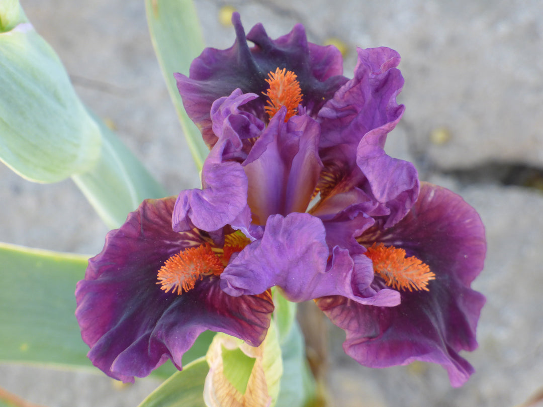 Sharp Dressed Boy | Dwarf Bearded Iris – Schreiner's Gardens