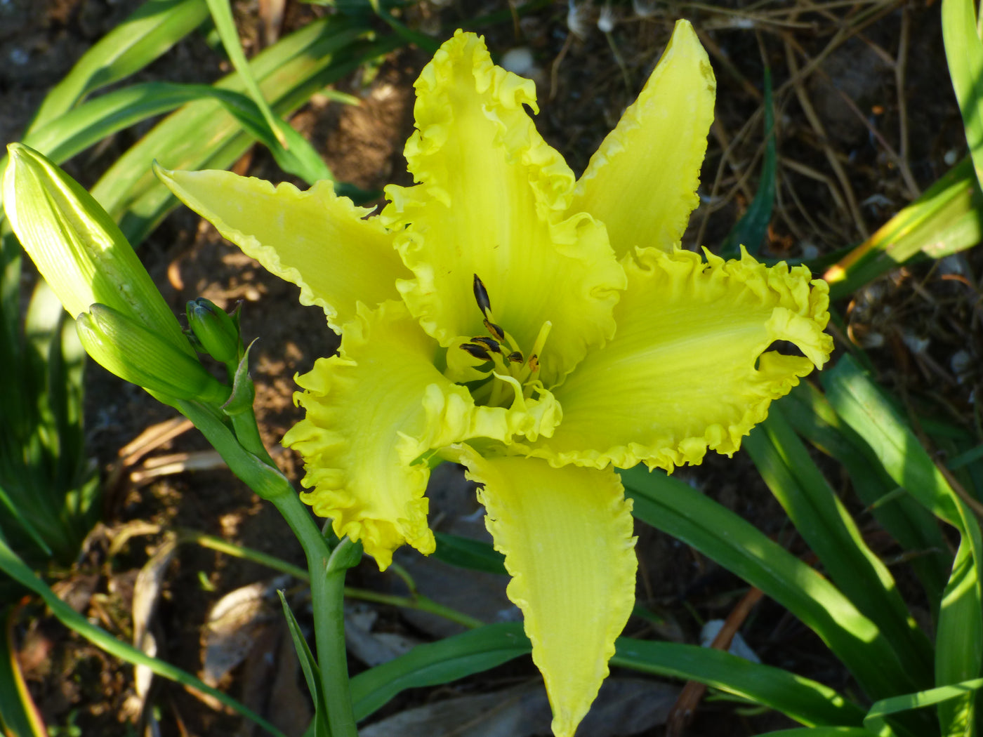 Shattered Glass (Daylily)