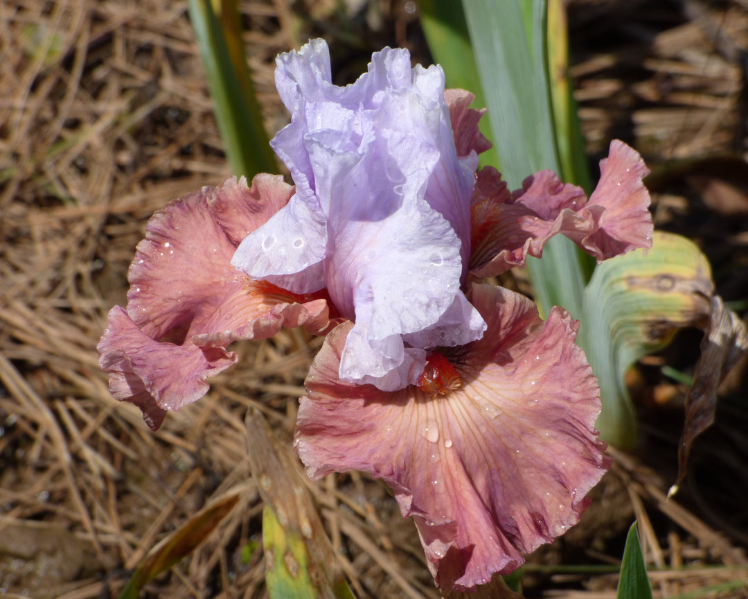 Sherbet Bomb – Schreiner's Gardens