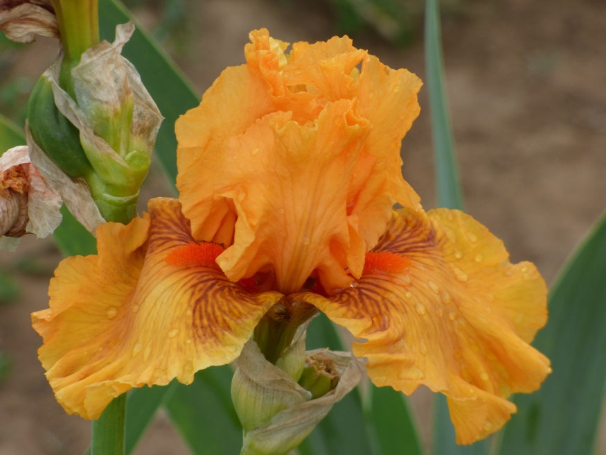 Shivaree – Schreiner's Gardens