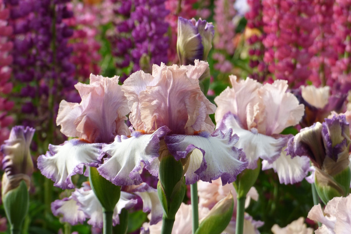 Schreiner's Iris Gardens Growing the finest Iris since 1925