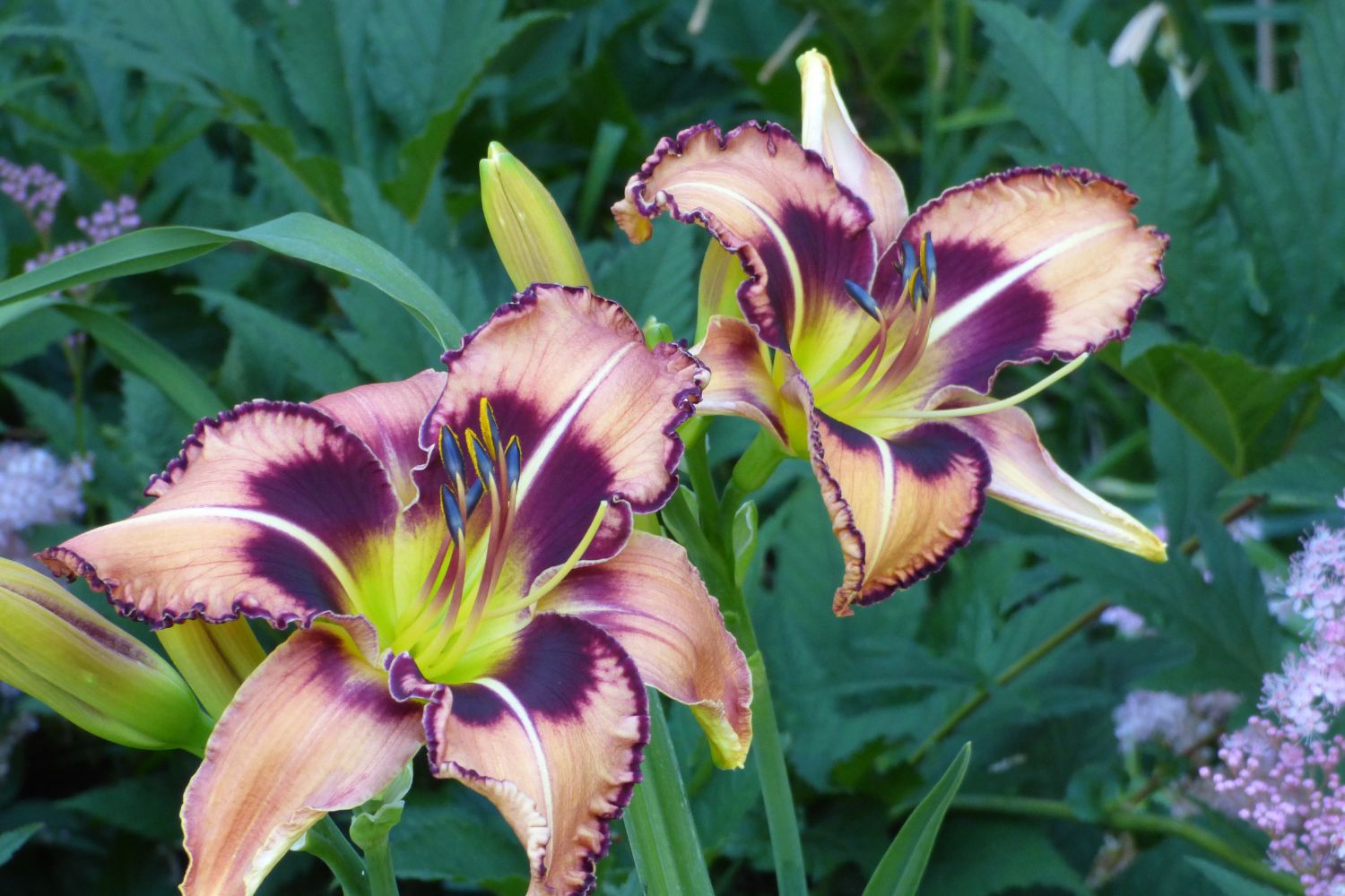 Schreiner's Iris Gardens Growing the finest Iris since 1925