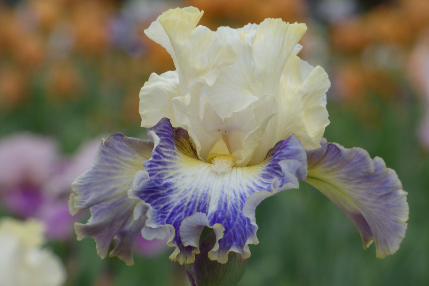 Schreiner's Iris Gardens Growing the finest Iris since 1925