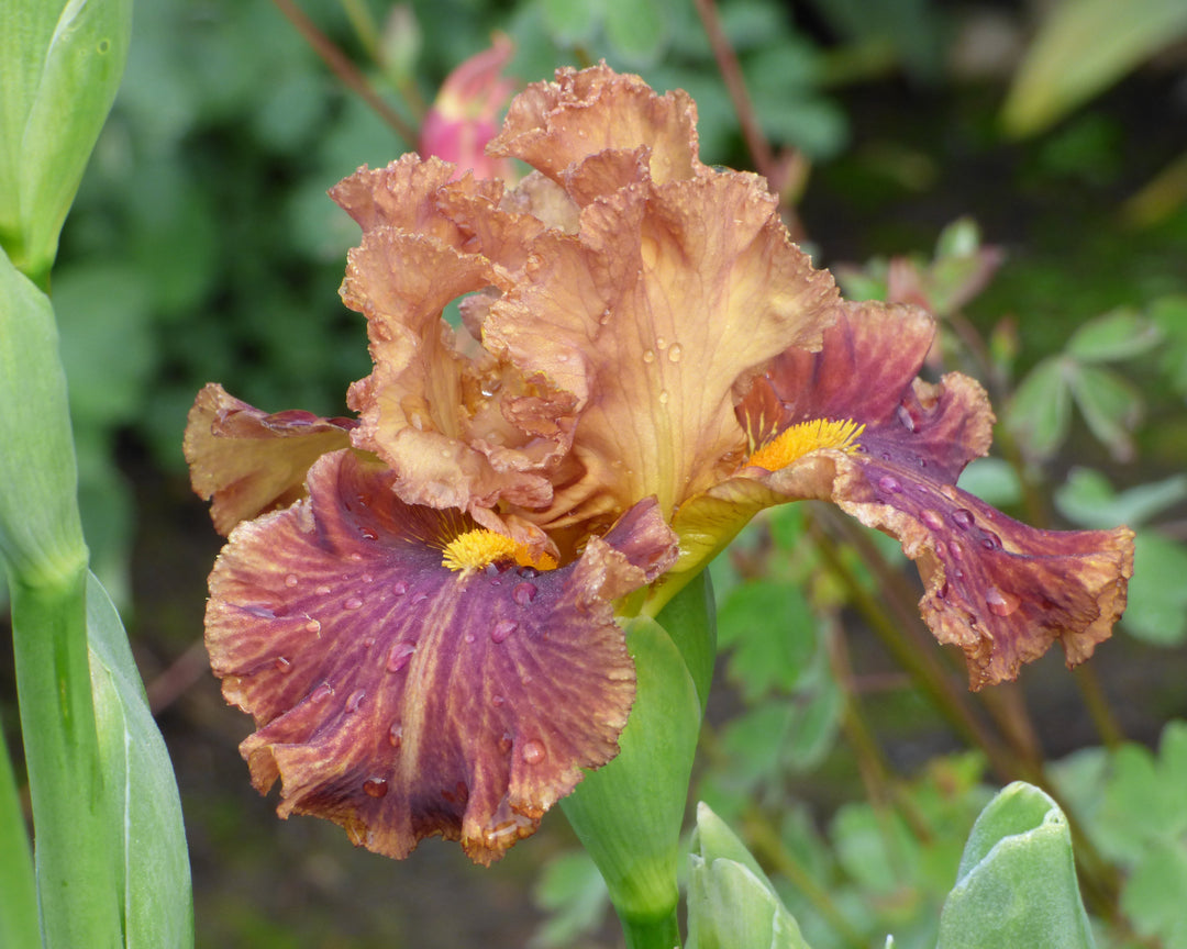 Rayflower ～One Side & One Side～ Side Line | Tall Bearded Iris – Schreiner's Gardens