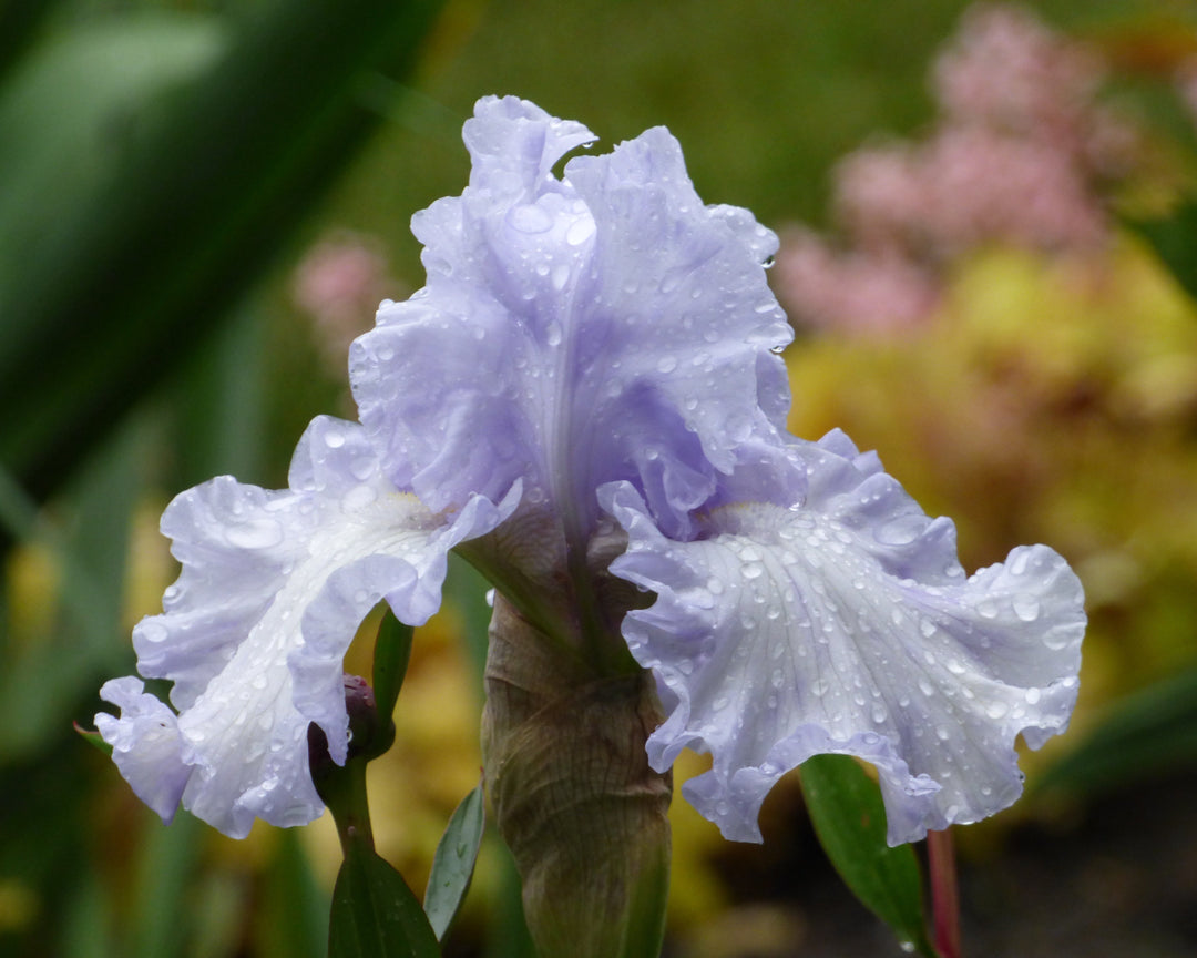 Silverado | Tall Bearded Iris – Schreiner's Gardens